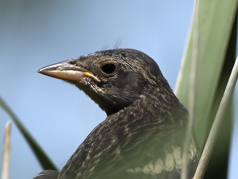 Tricolored_Blackbird_15_CA_074