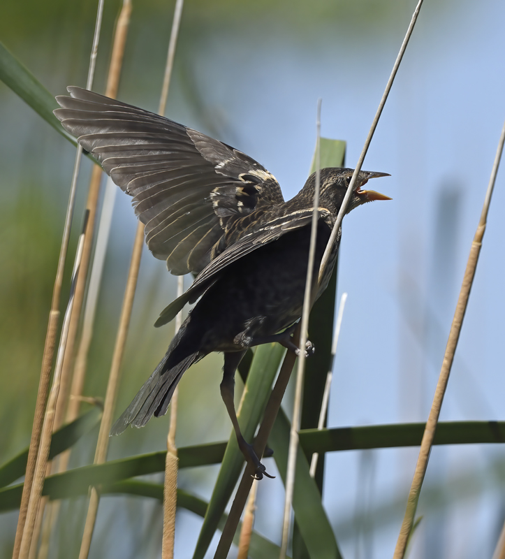 Tricolored_Blackbird_15_CA_083