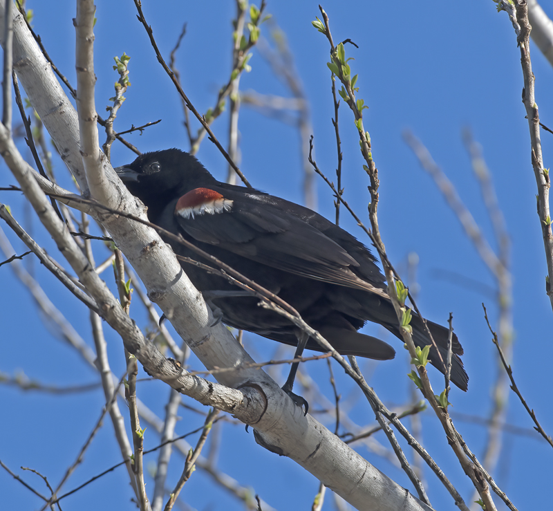 Tricolored_Blackbird_17_CA_007