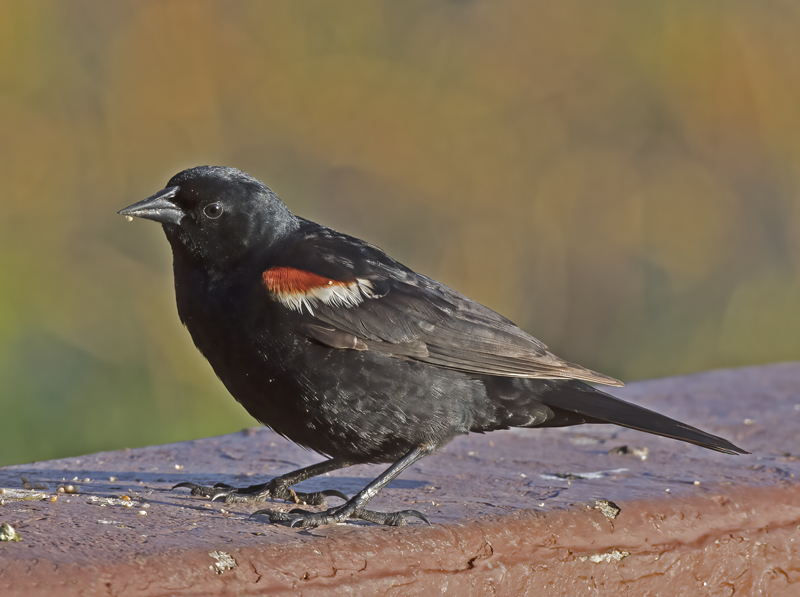 Tricolored_Blackbird_17_CA_020