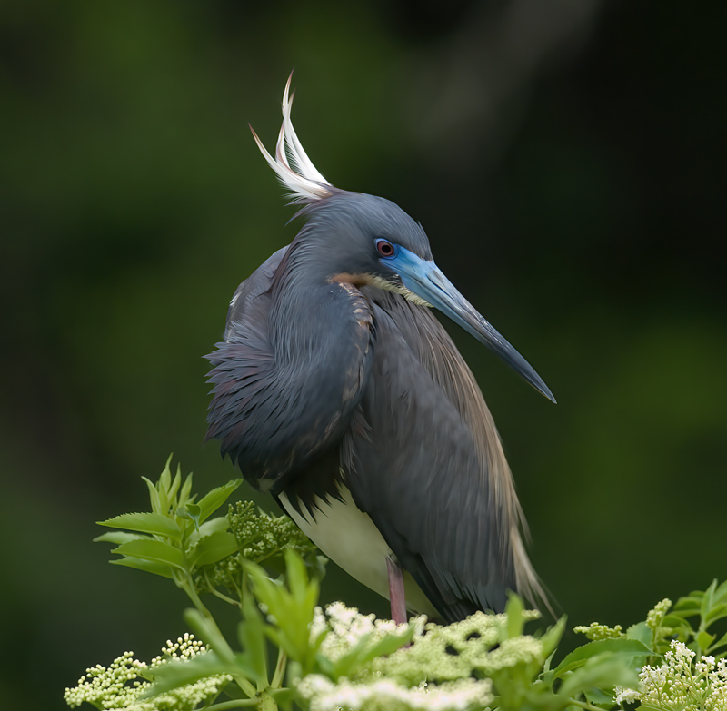 Tricolored_Heron_08_FL_032