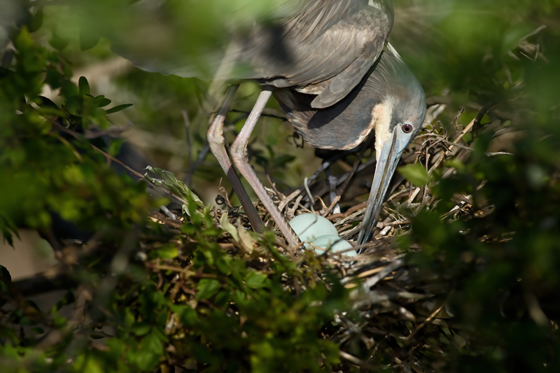 Tricolored_Heron_08_FL_088