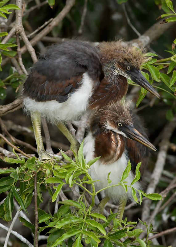 Tricolored_Heron_09_FL_105