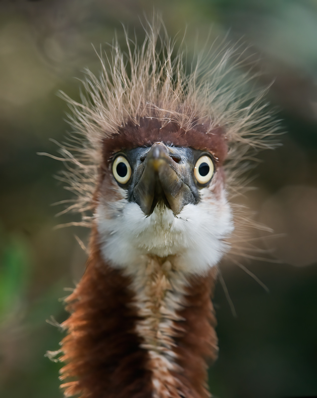 Tricolored_Heron_09_FL_216