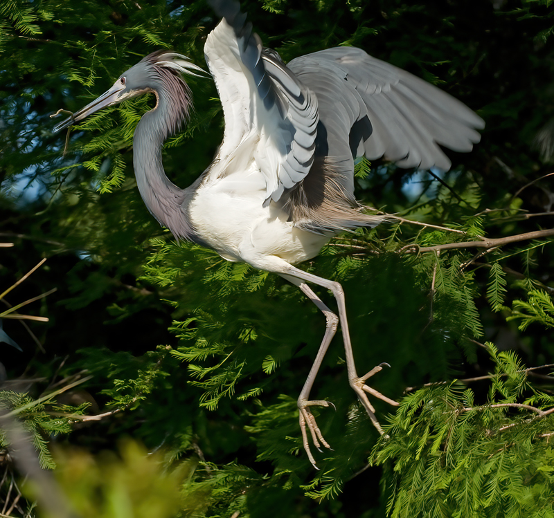 Tricolored_Heron_09_FL_246