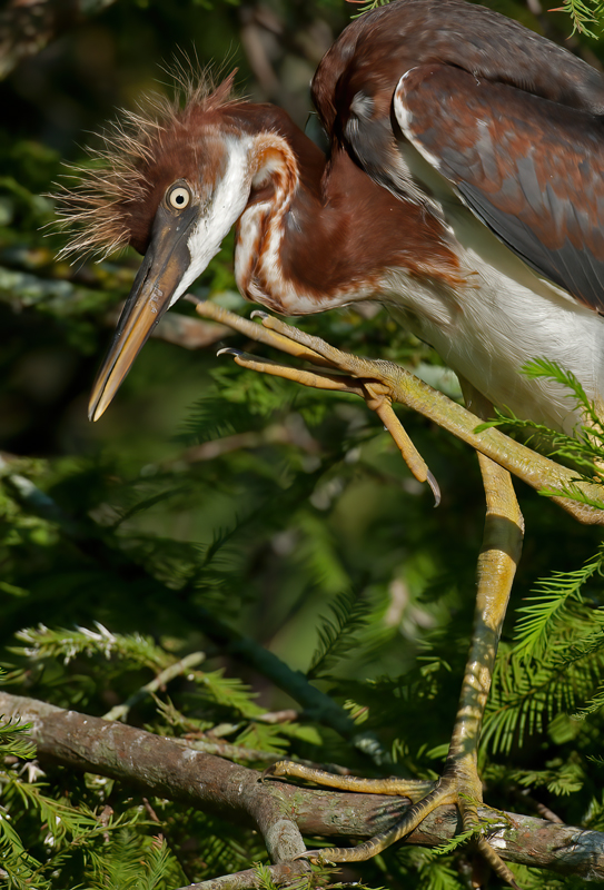 Tricolored_Heron_10_FL_047