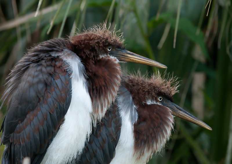 Tricolored_Heron_10_FL_061