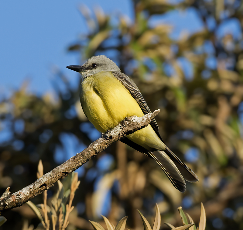 Tropical_Kingbird_17_Costa_Rica_013
