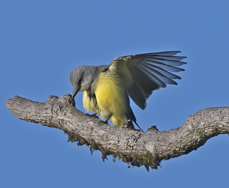 Tropical_Kingbird_17_Costa_Rica_018