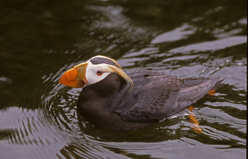 Tufted_Puffin_98_AK_001