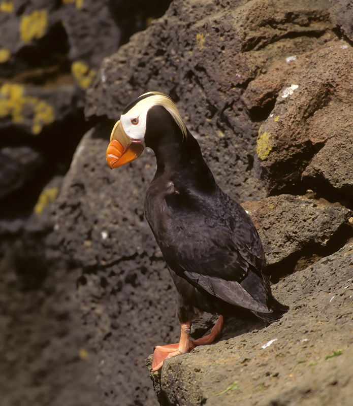 Tufted_Puffin_98_AK_007