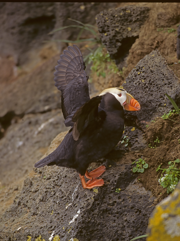 Tufted_Puffin_98_AK_008