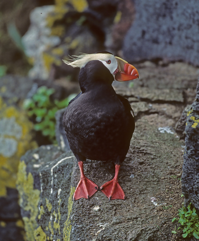 Tufted_Puffin_98_AK_012