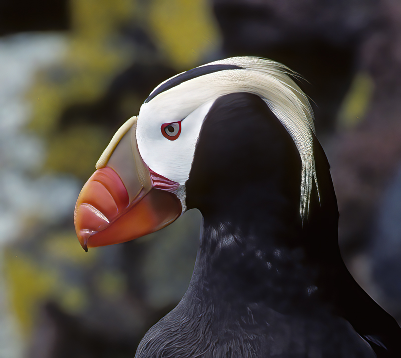 Tufted_Puffin_98_AK_013