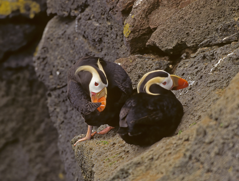 Tufted_Puffin_98_AK_019