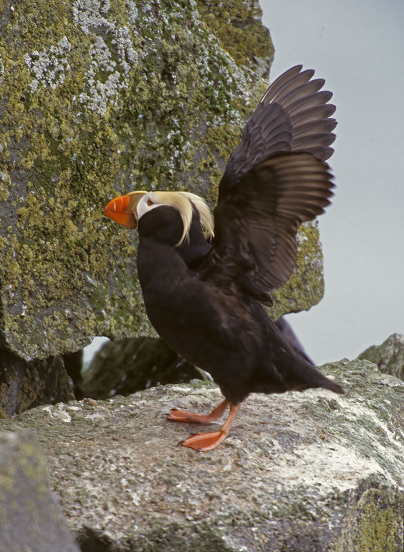 Tufted_Puffin_98_AK_021