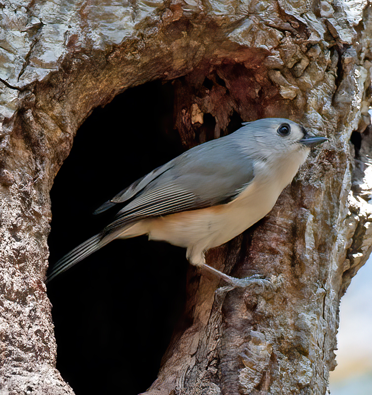 Tufted_Titmouse_10_FL_003