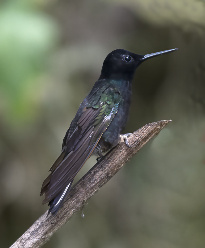 Velvet-purple_Coronet_18_Ecuador_101
