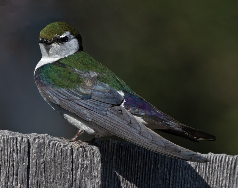 Violet-green_Swallow_23_OR_L_561