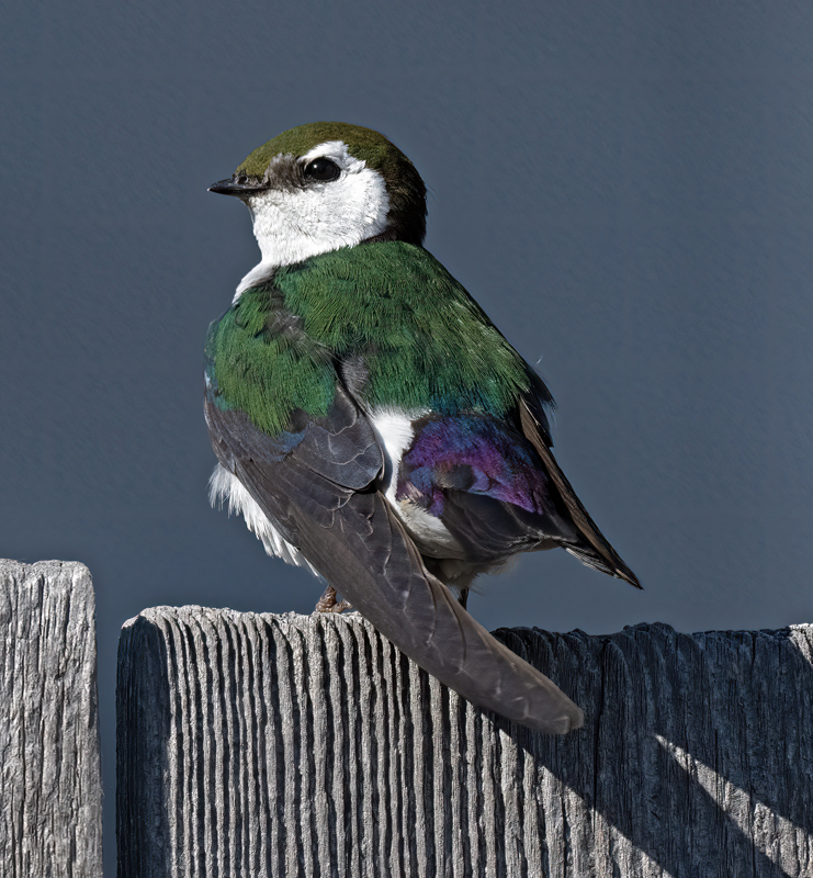 Violet-green_Swallow_23_OR_L_590