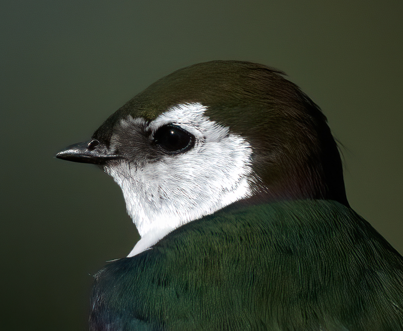 Violet-green_Swallow_23_OR_L_617