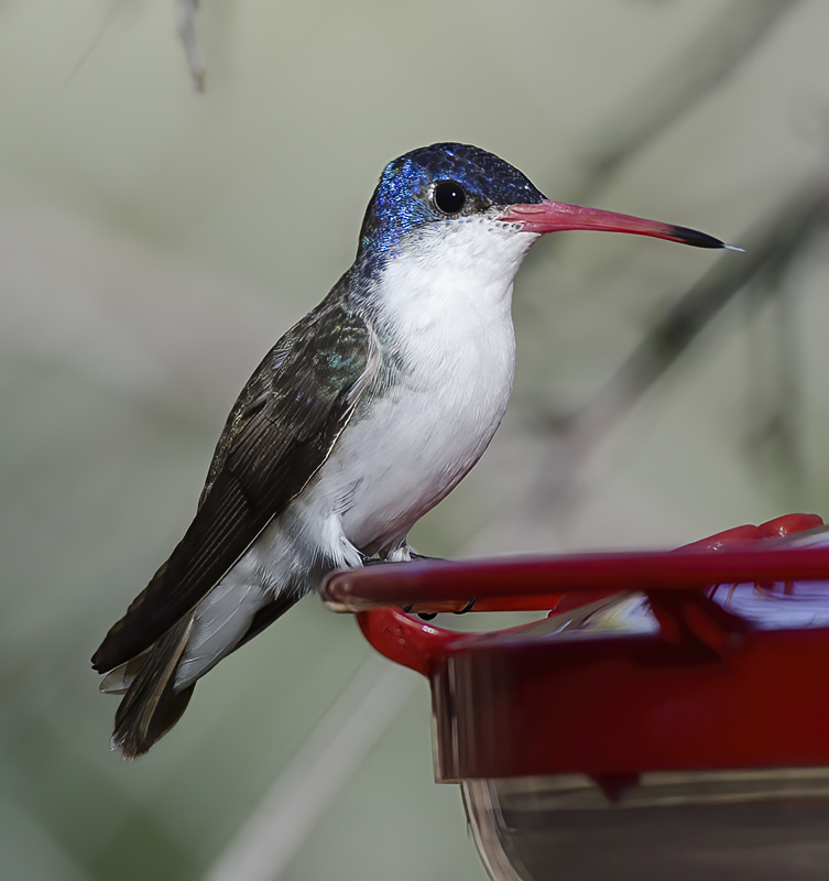 Violet_crowned_Hummingbird_14_AZ_002