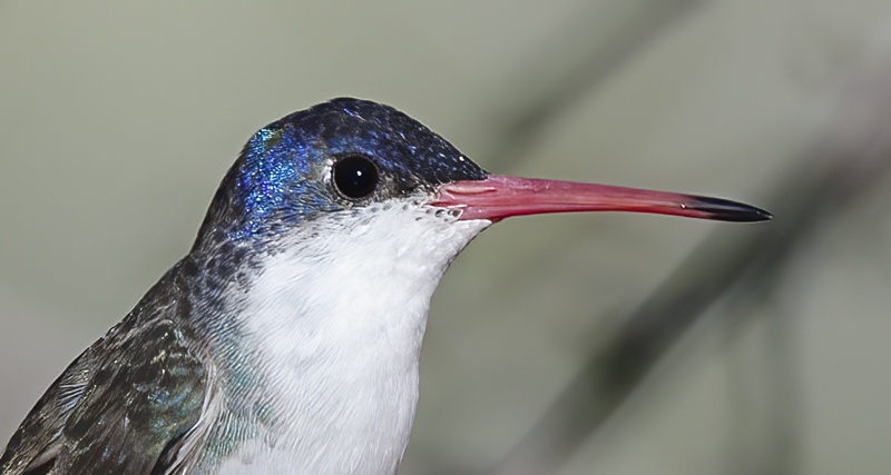 Violet_crowned_Hummingbird_14_AZ_005