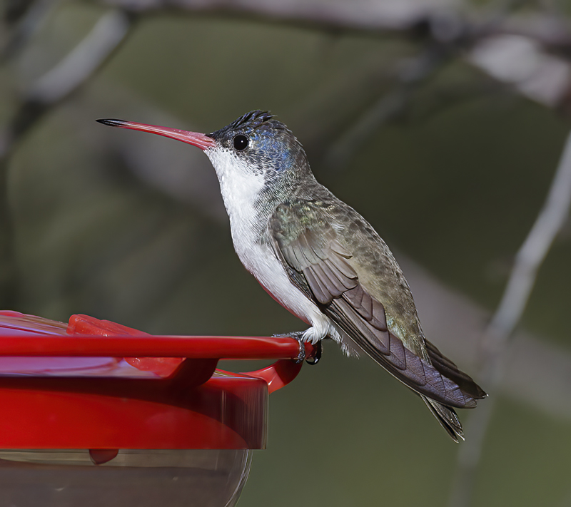 Violet_crowned_Hummingbird_14_AZ_014