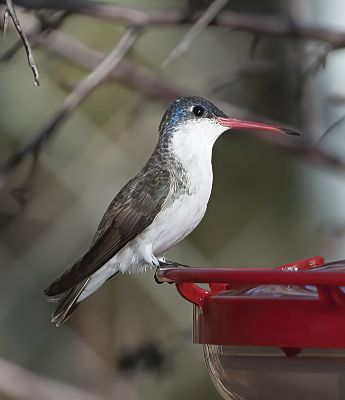 Violet_crowned_Hummingbird_14_AZ_024