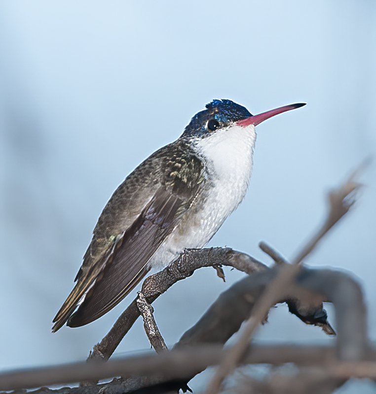 Violet_crowned_Hummingbird_14_AZ_030