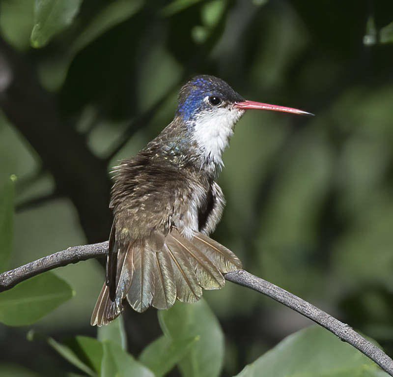 Violet_crowned_Hummingbird_15_AZ_021
