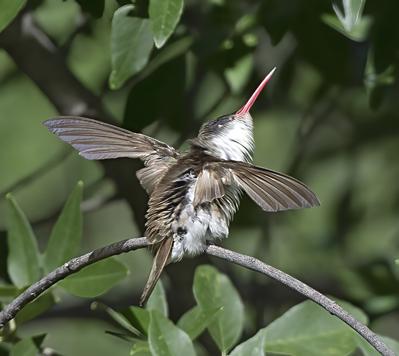 Violet_crowned_Hummingbird_15_AZ_029