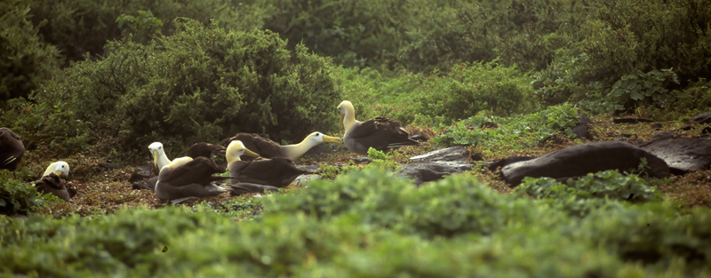 Waved_Albatross_97_Galapagos_003