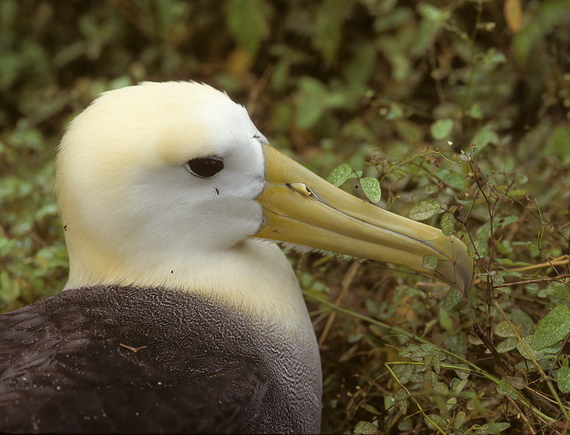 Waved_Albatross_97_Galapagos_006
