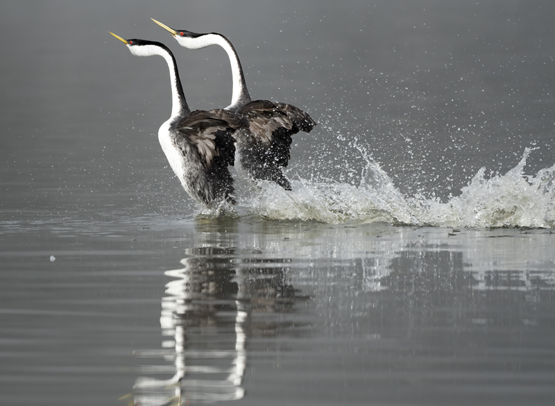 Western-Grebe_21_CA_054