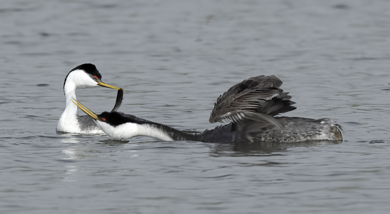 Western-Grebe_21_CA_064