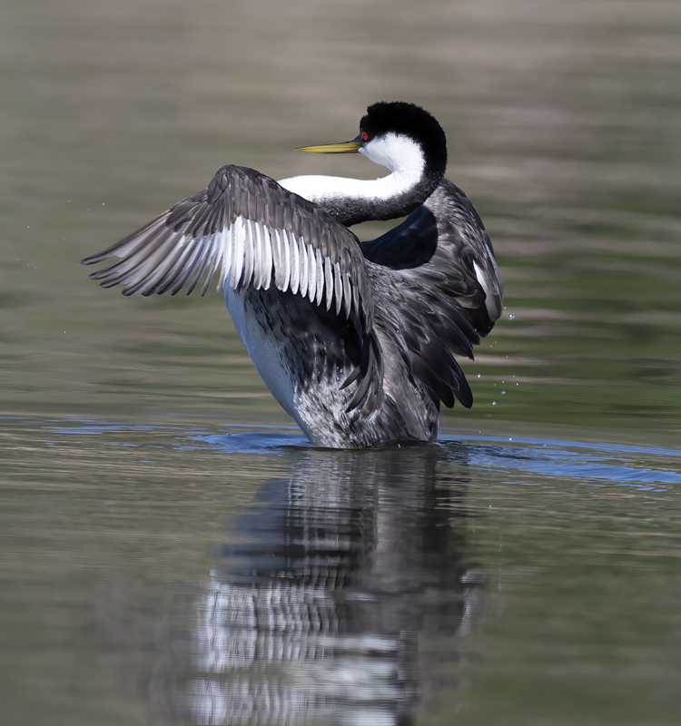Western-Grebe_21_CA_073