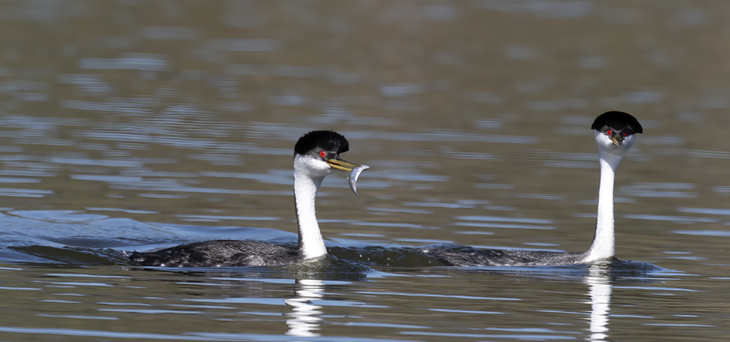 Western-Grebe_21_CA_082