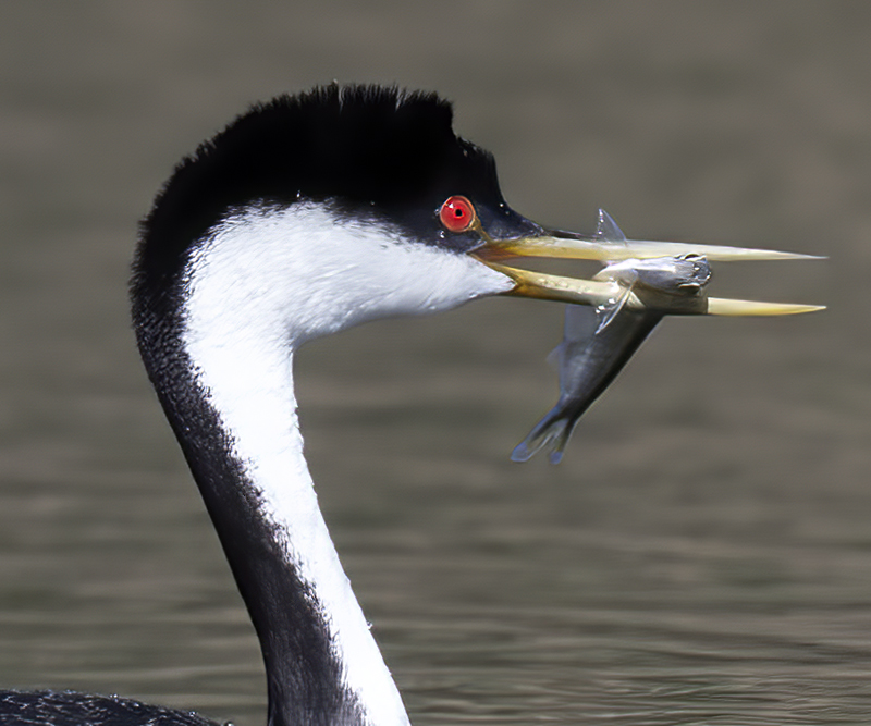 Western-Grebe_21_CA_097