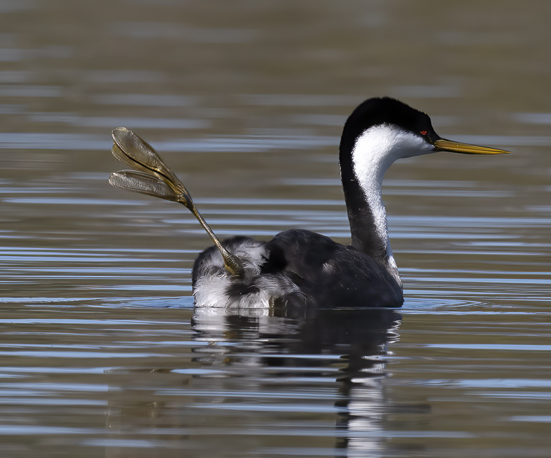 Western-Grebe_21_CA_112