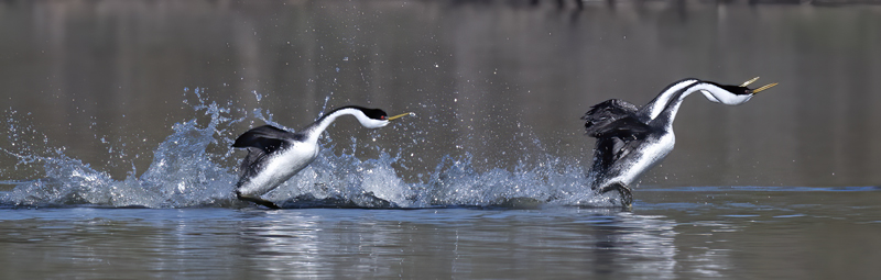 Western-Grebe_21_CA_168