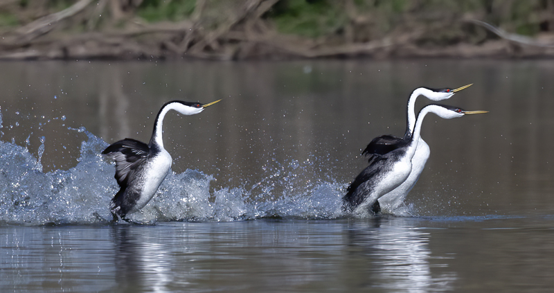 Western-Grebe_21_CA_171
