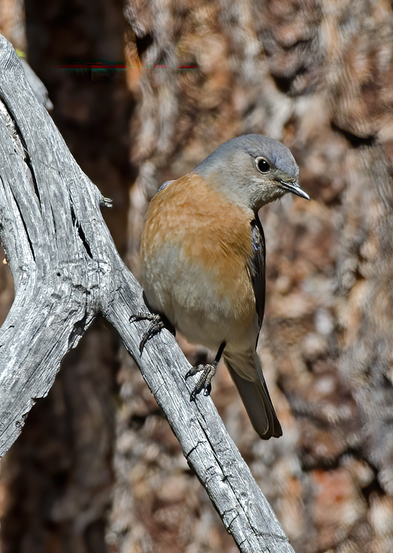 Western_Bluebird_14_CA_006