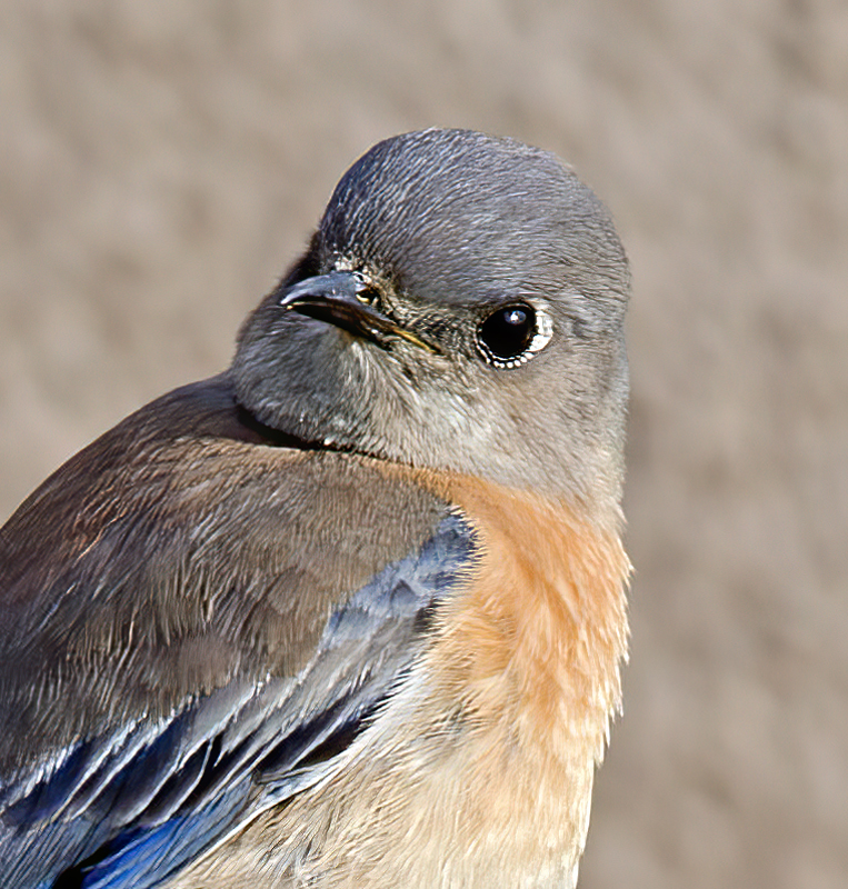 Western_Bluebird_14_CA_016