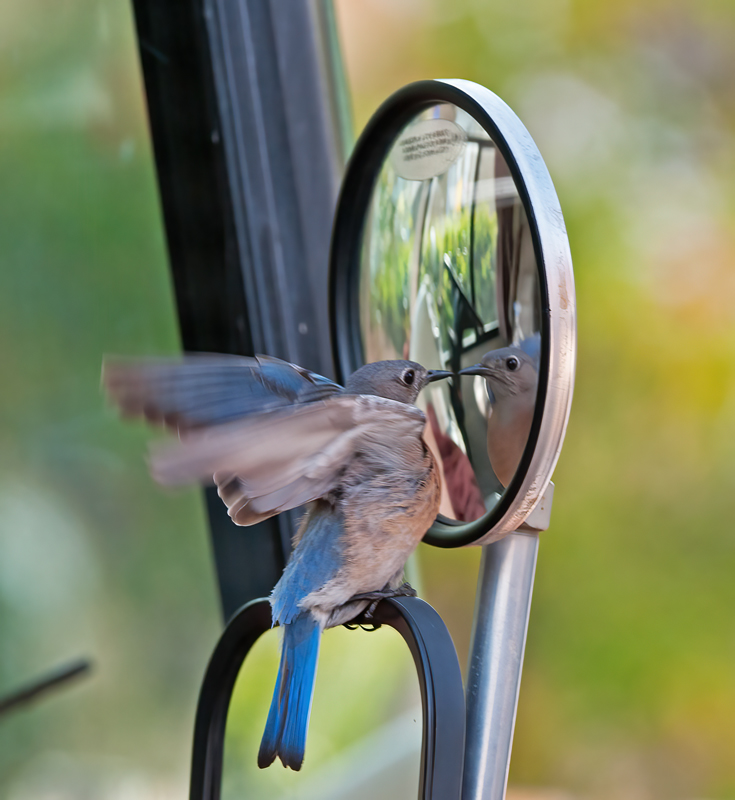 Western_Bluebird_14_CA_052