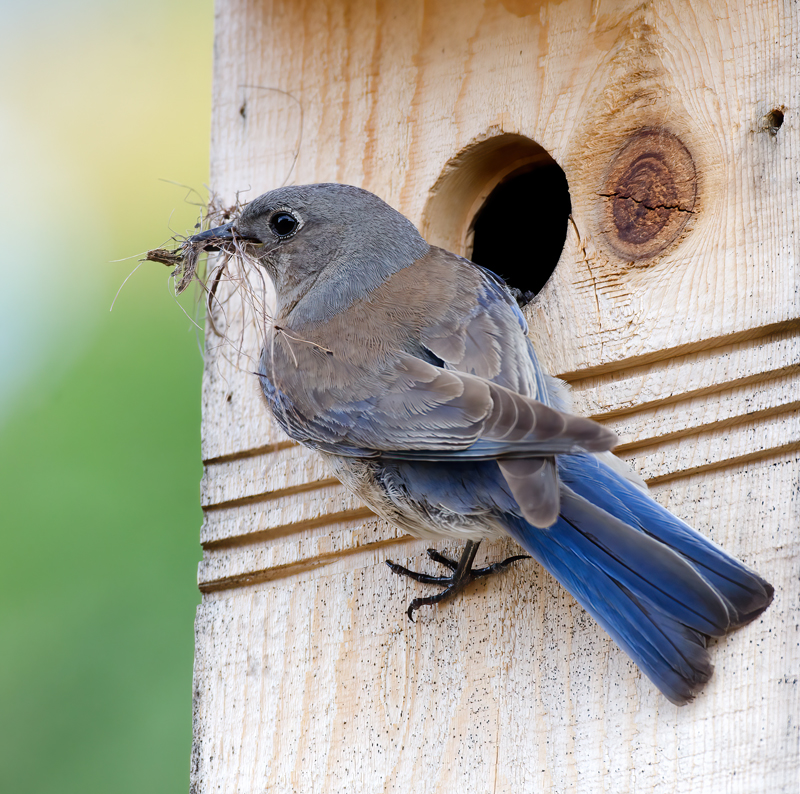 Western_Bluebird_14_CA_072