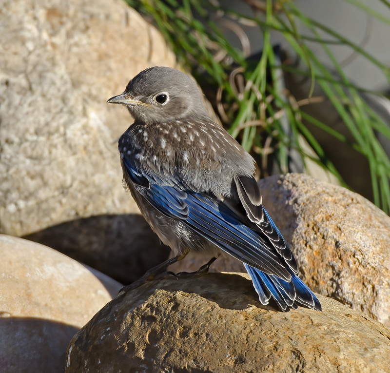 Western_Bluebird_14_CA_175