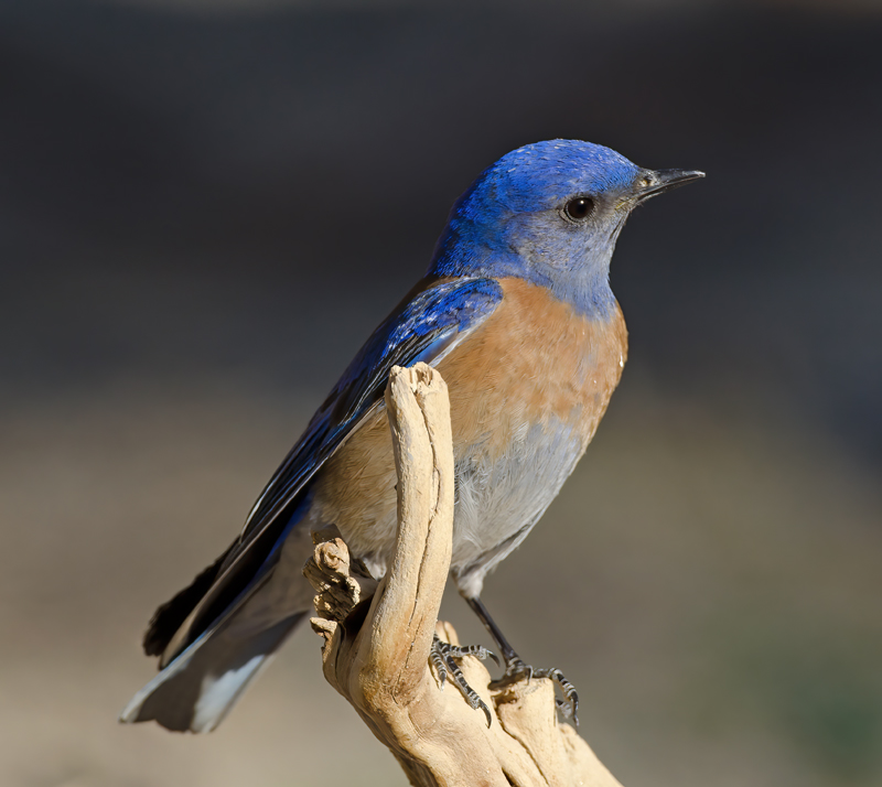 Western_Bluebird_14_CA_189