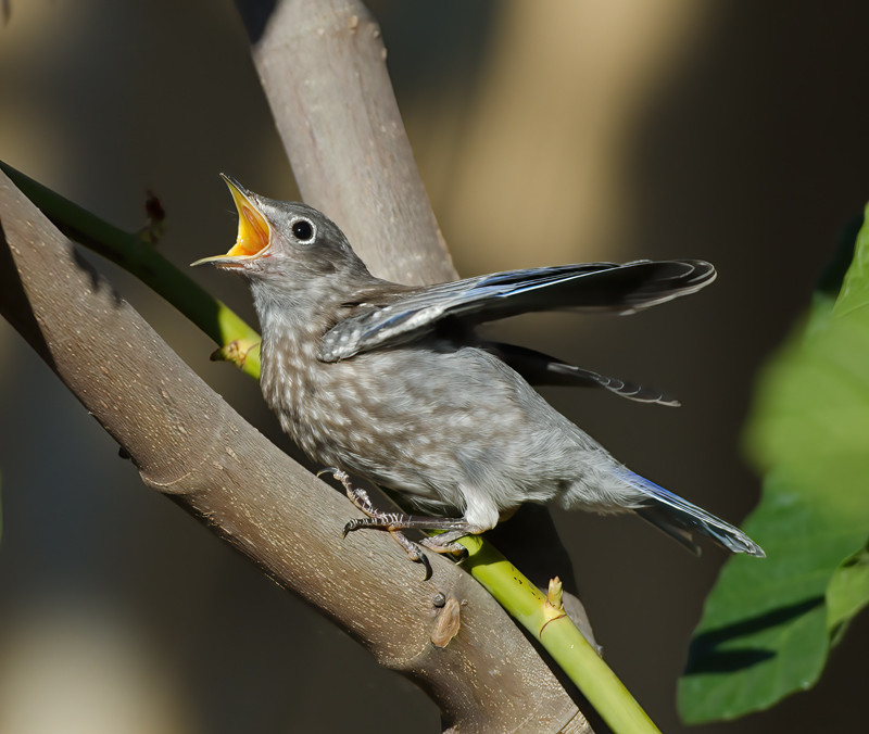 Western_Bluebird_14_CA_204