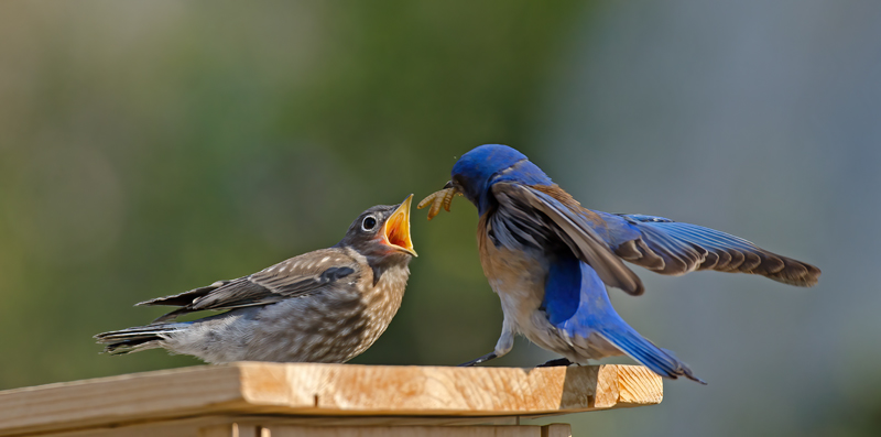 Western_Bluebird_14_CA_223